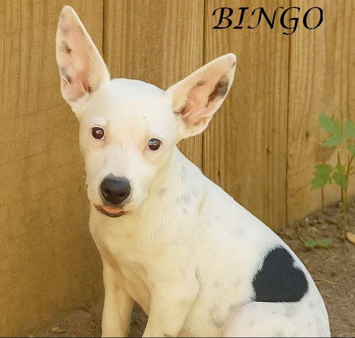 Bingo
