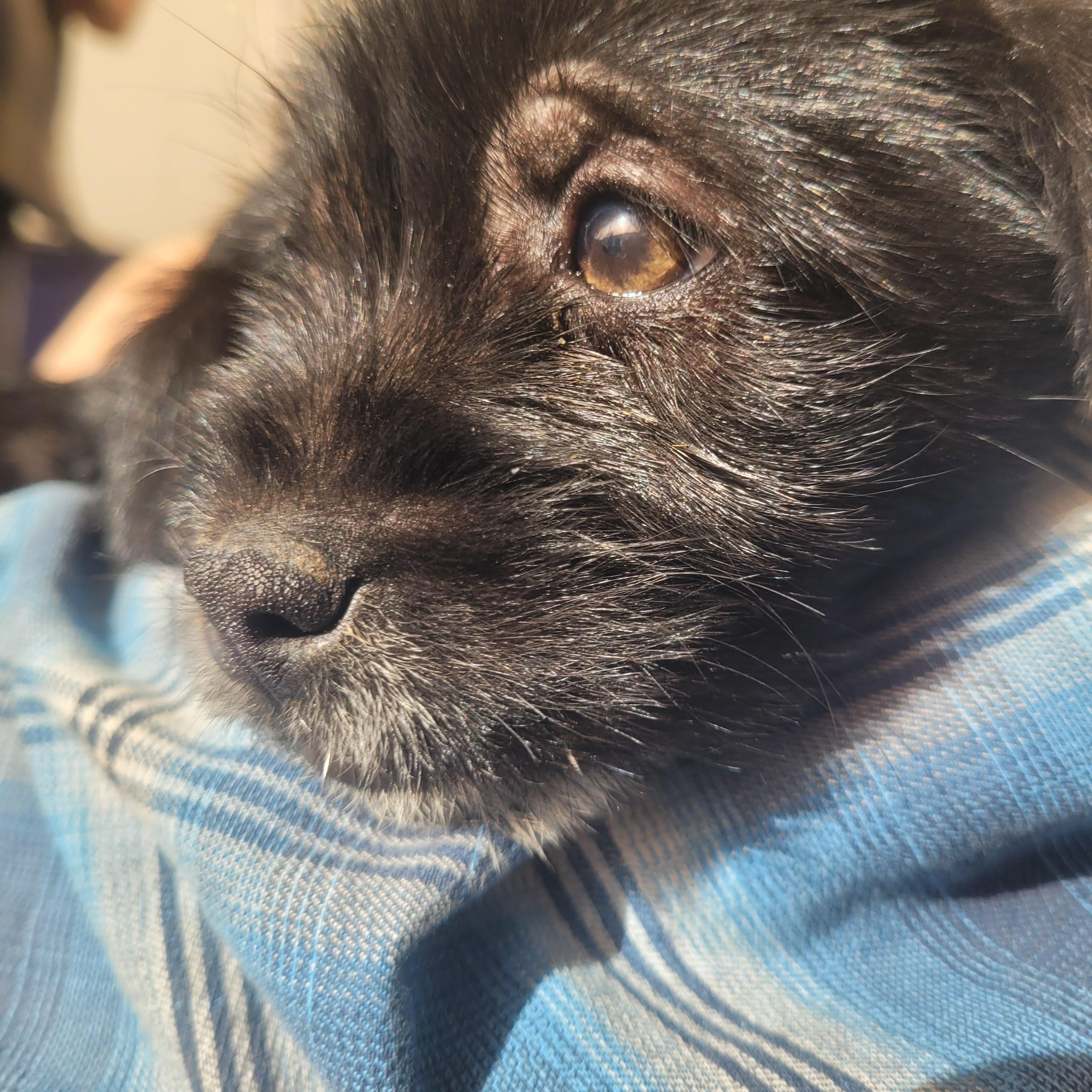 Enlarge Elmira, a Adopted mixed breed in California Hot Springs, CA image 4/5