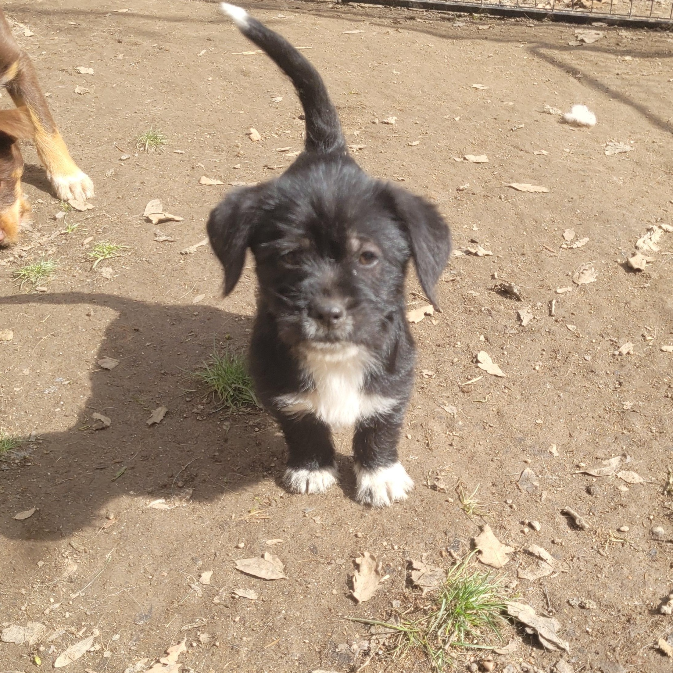 Enlarge Elmira, a Adopted mixed breed in California Hot Springs, CA image 3/5