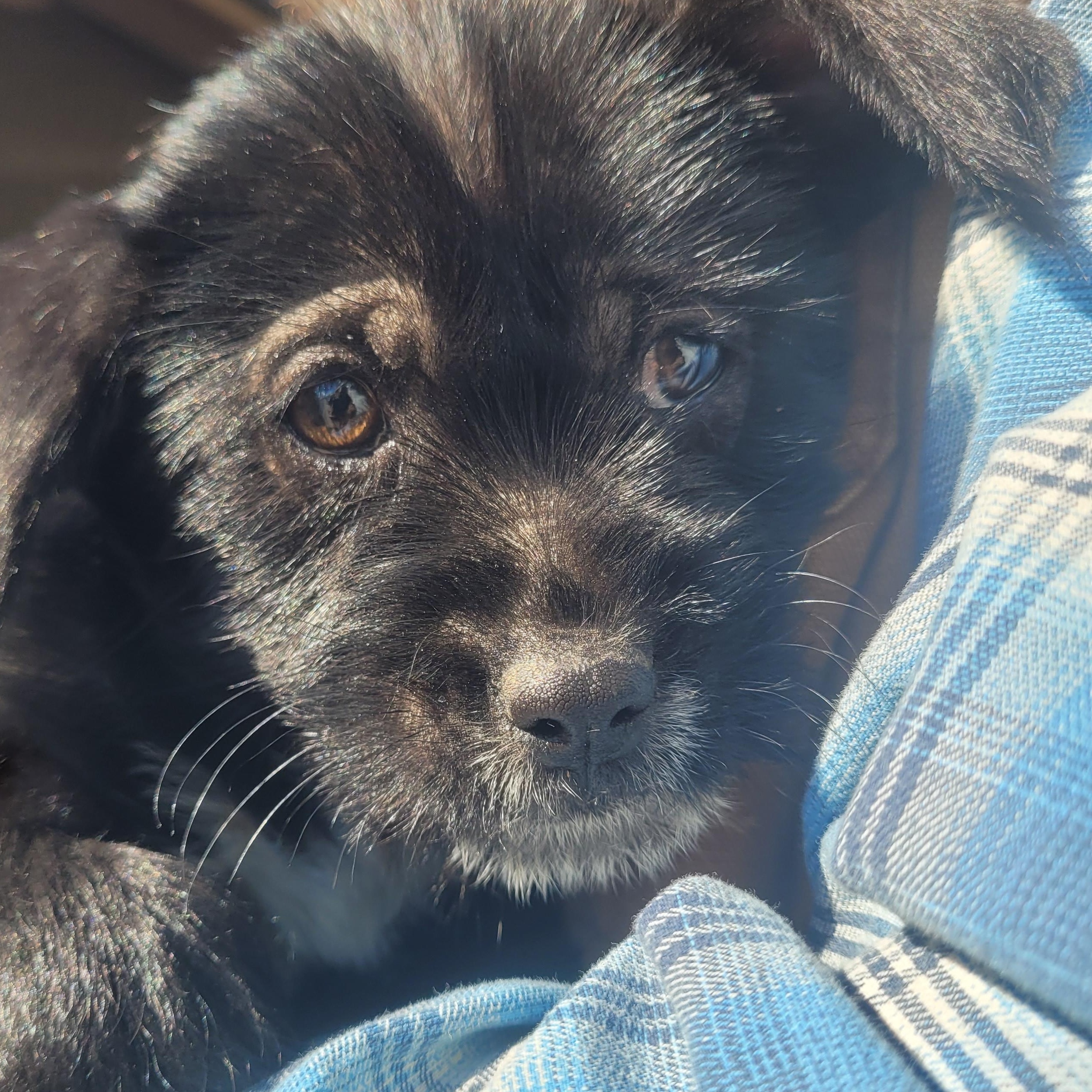 Enlarge Elmira, a Adopted mixed breed in California Hot Springs, CA image 5/5