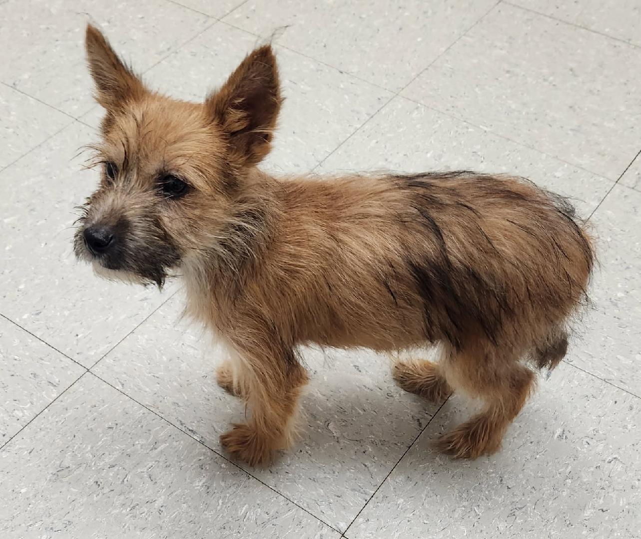 Enlarge Archie, a Adoptable mixed breed in Honeoye Falls, NY image 1/1