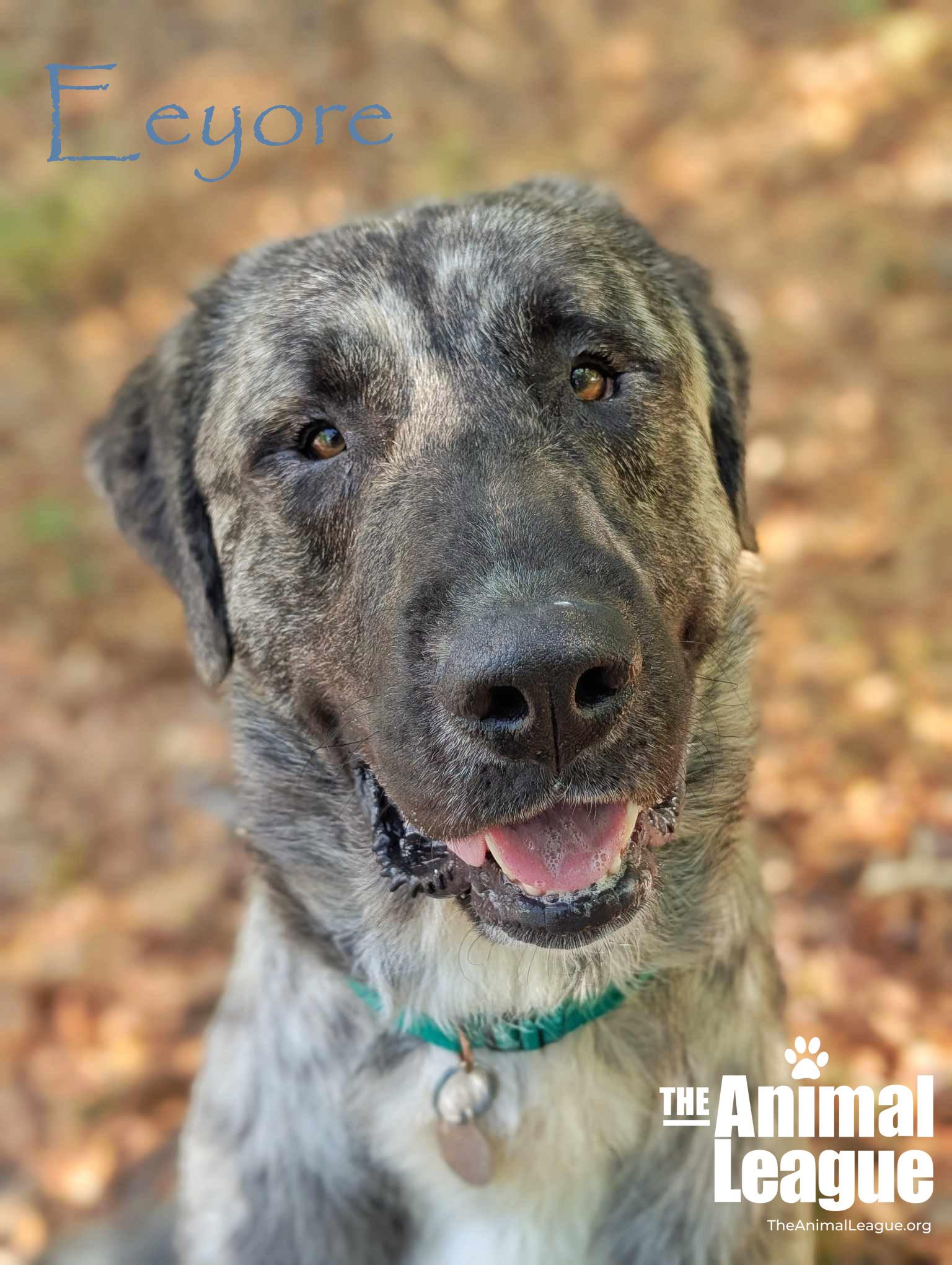 Enlarge Eeyore, a Adoptable mixed breed in Clermont, FL image 3/4