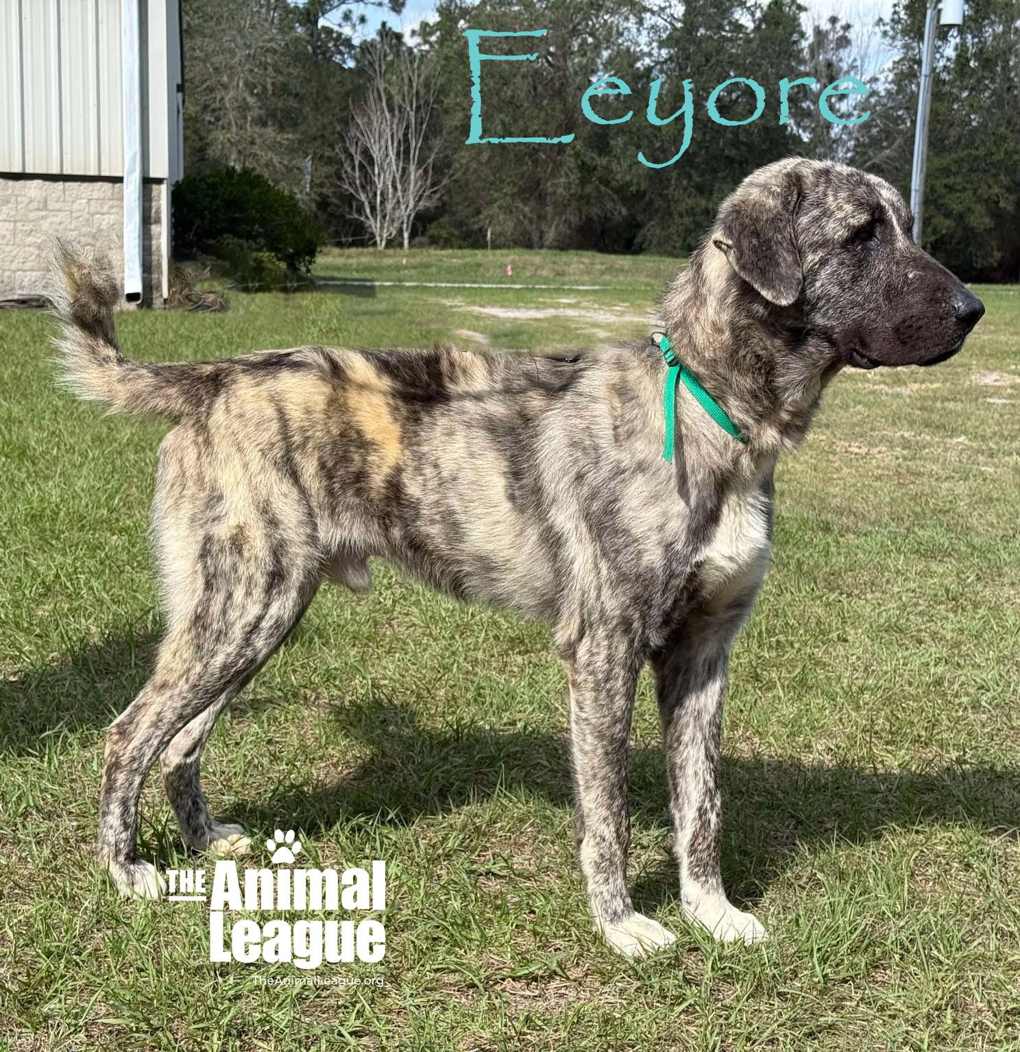 Enlarge Eeyore, a Adoptable mixed breed in Clermont, FL image 2/4