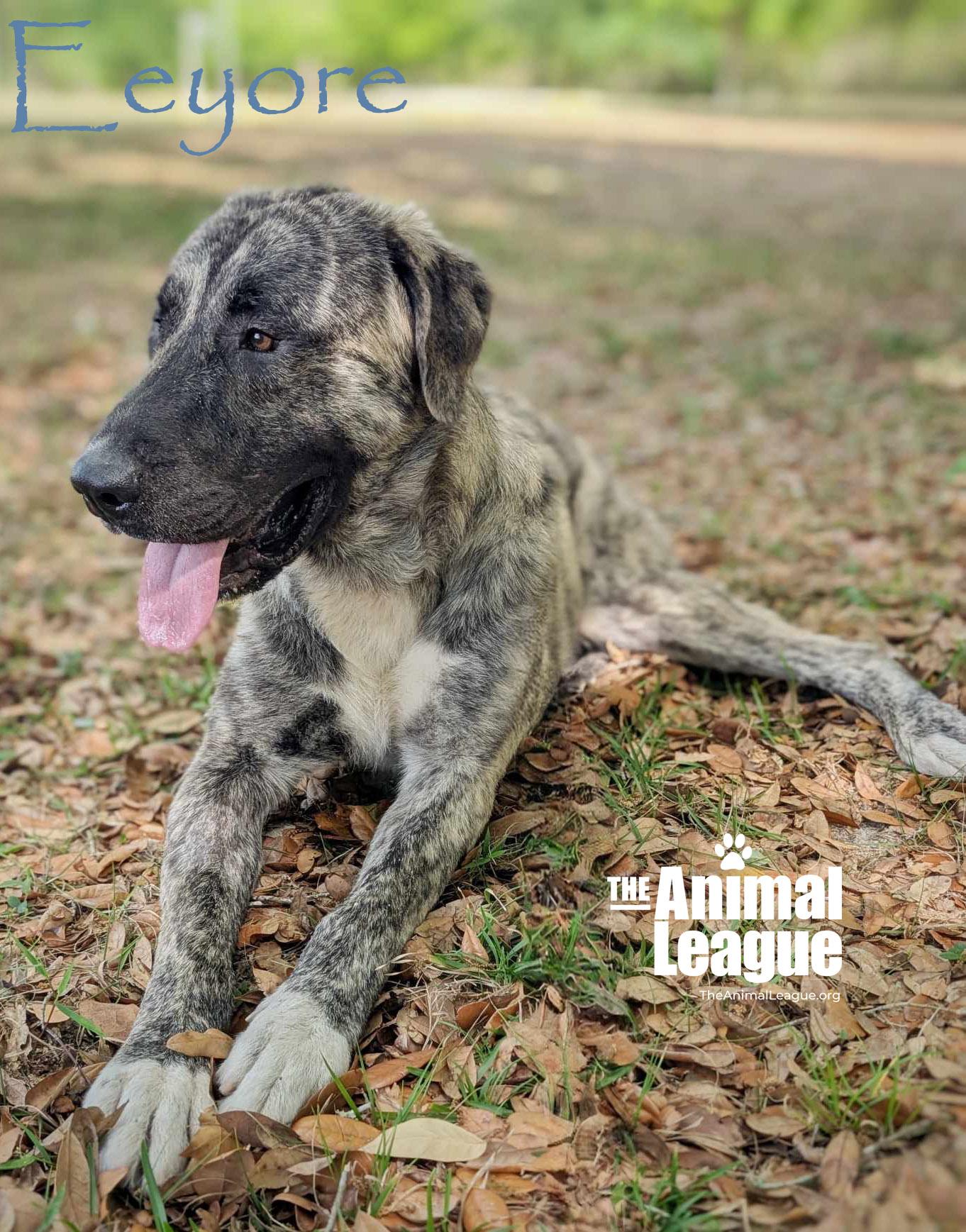 Enlarge Eeyore, a Adoptable mixed breed in Clermont, FL image 4/4