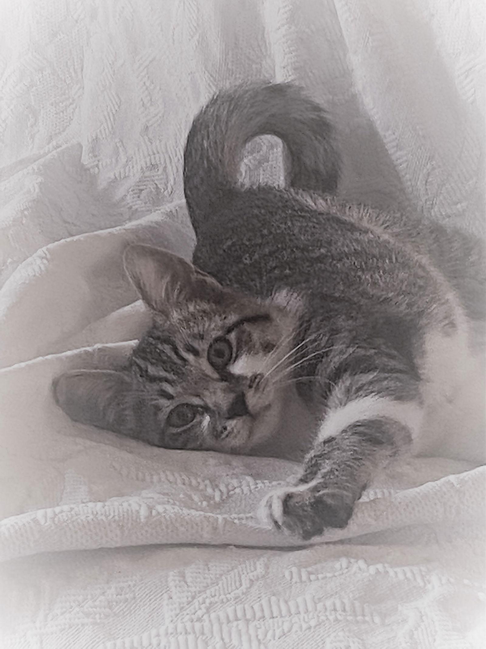 TAFFY & RINGO ARE A GOOD PAIR — thumbnail 2