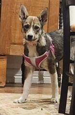 Enlarge Lil Miss, a ADOPTABLE mixed breed in Colorado Springs, CO image 3/6