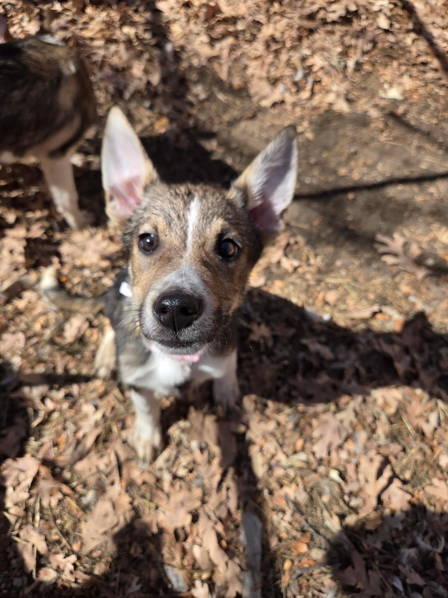 Lil Miss, ADOPTABLE, Puppy Female Shepherd.