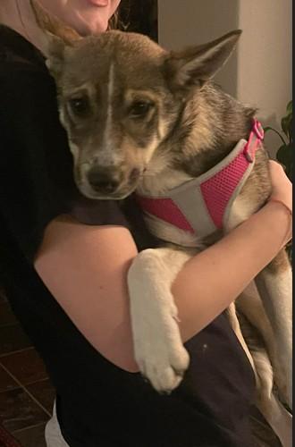 Enlarge Lil Miss, a ADOPTABLE mixed breed in Colorado Springs, CO image 4/6