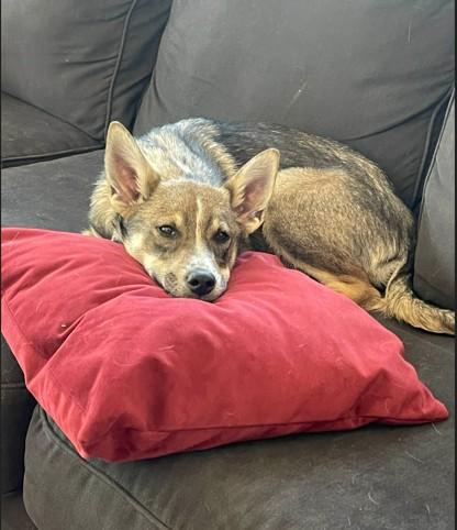 Enlarge Lil Miss, a ADOPTABLE mixed breed in Colorado Springs, CO image 1/6