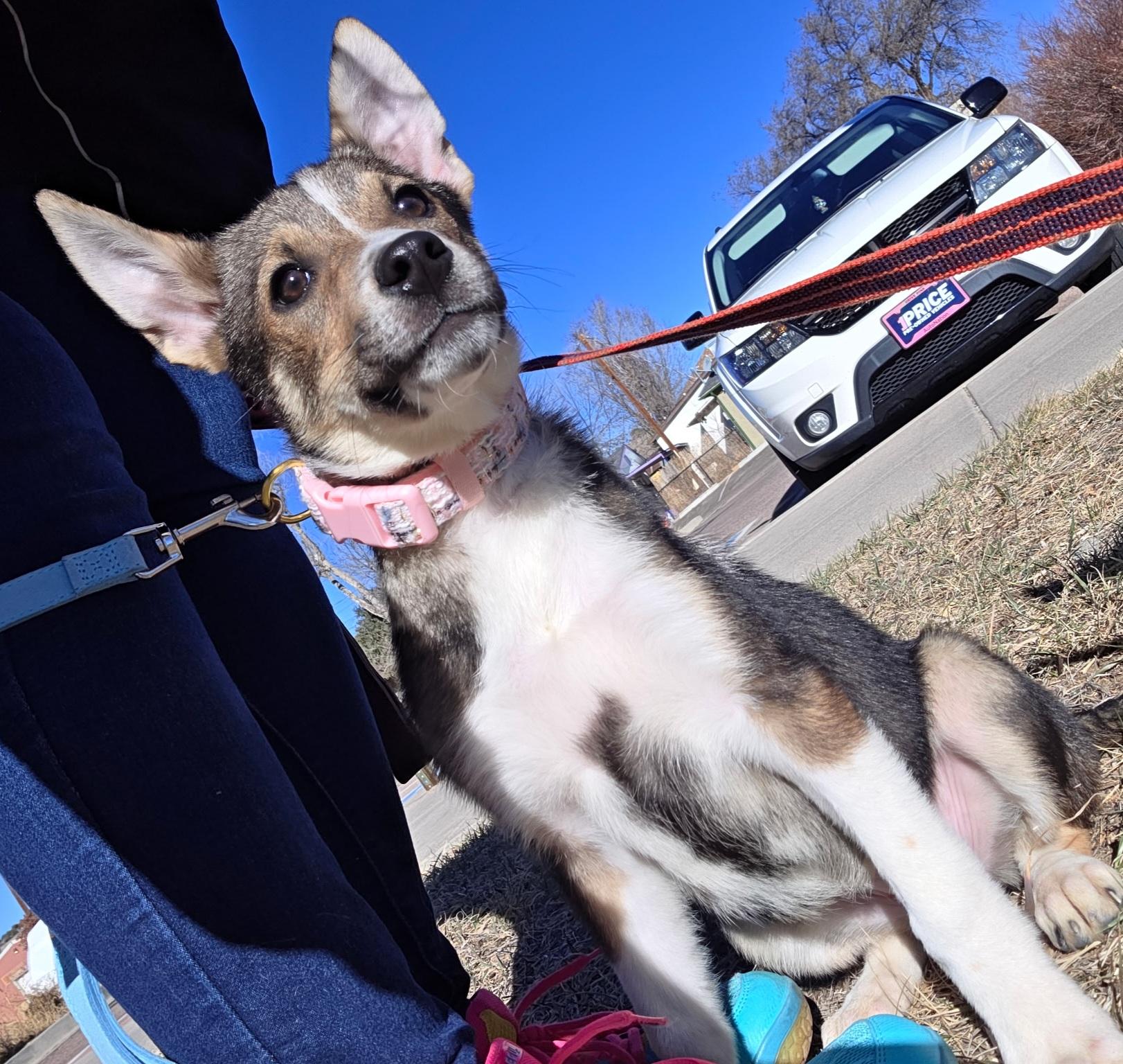 Enlarge Lil Miss, a ADOPTABLE mixed breed in Colorado Springs, CO image 2/3