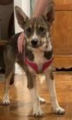 Enlarge Lil Miss, a ADOPTABLE mixed breed in Colorado Springs, CO image 2/6