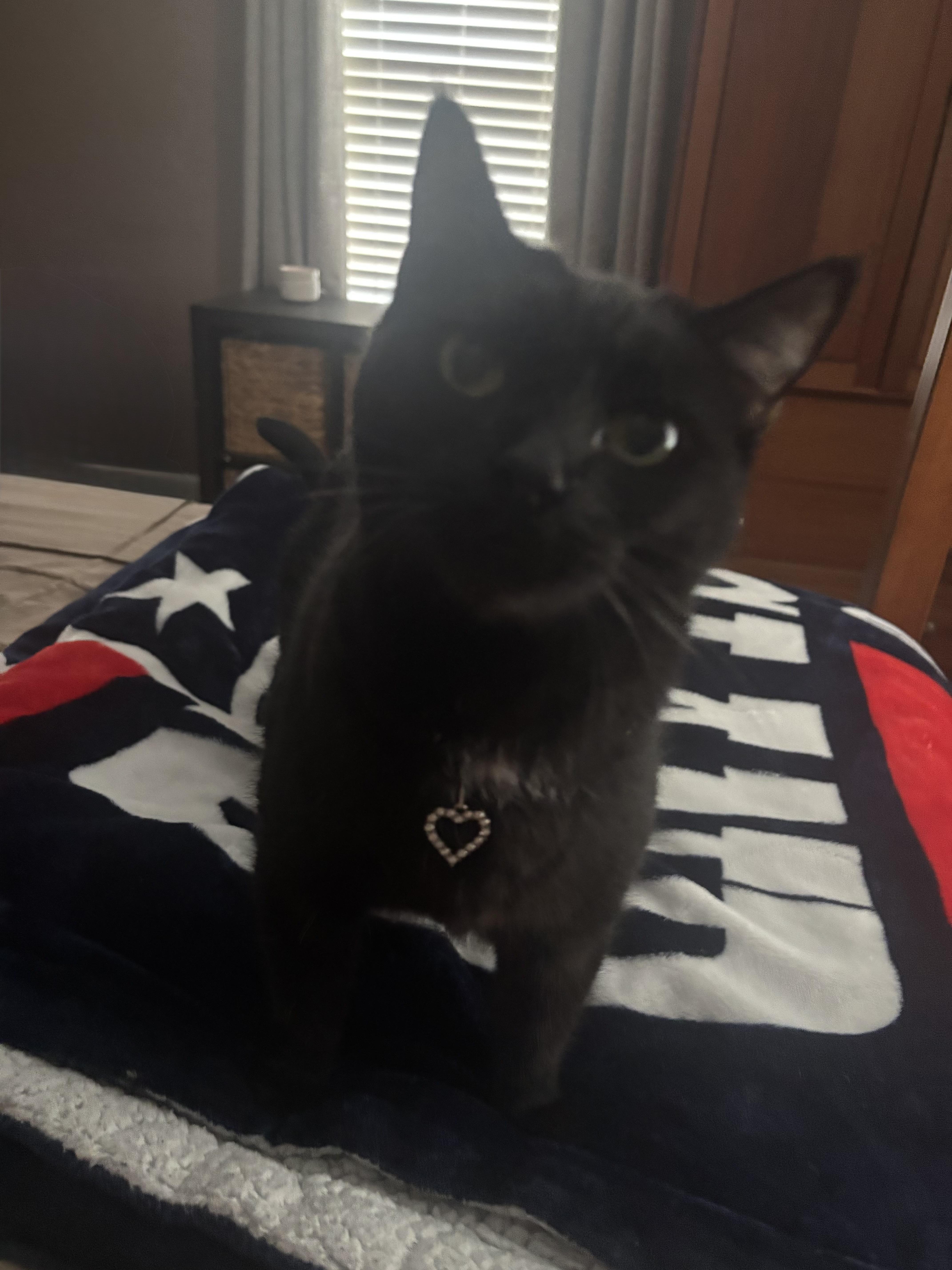 Alicia, a ADOPTABLE Domestic Short Hair in Melrose, MA image 3/4