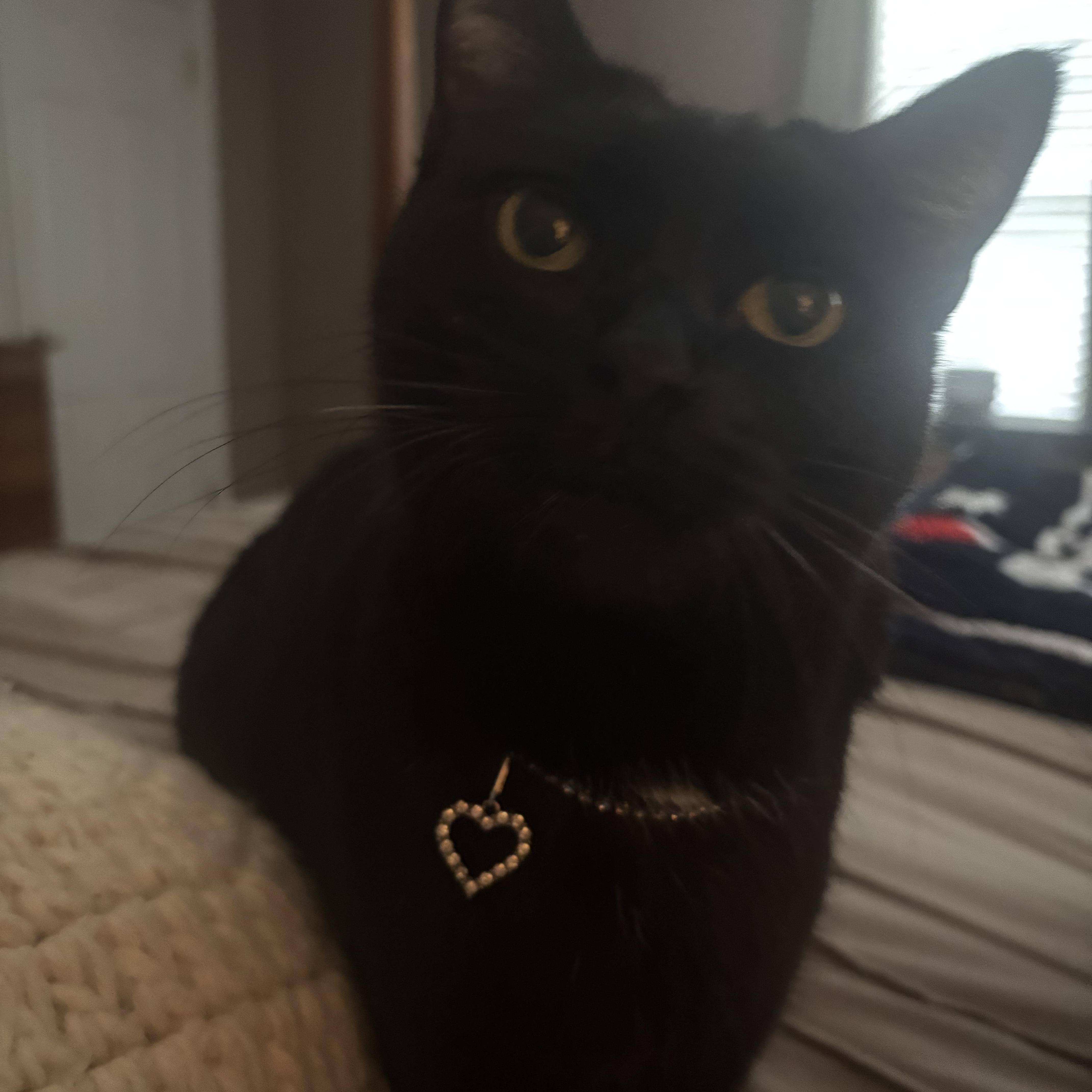 Alicia, a ADOPTABLE Domestic Short Hair in Melrose, MA image 1/4