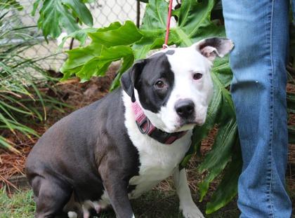 Enlarge Prada, a Adoptable mixed breed in Brunswick, GA image 1/1