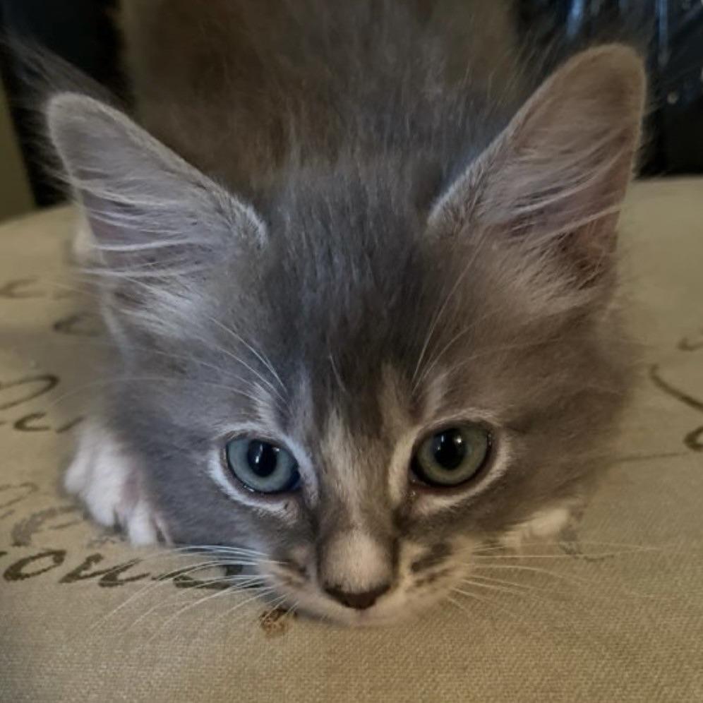 Ferrari, Adoptable, Kitten Male Domestic Long Hair.