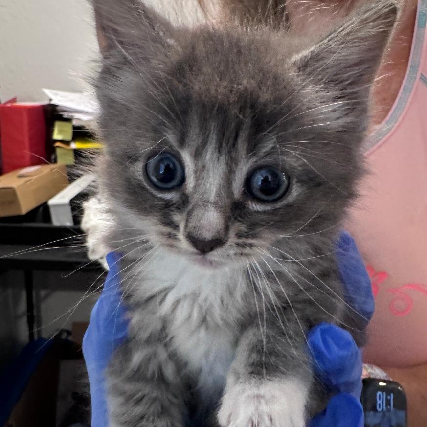 Ferrari, a Adoptable Domestic Long Hair in Talent, OR image 2/4