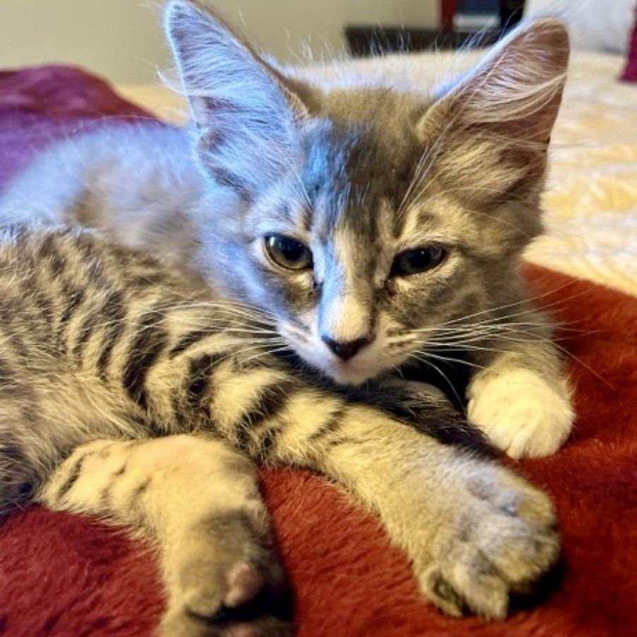 Ferrari, a Adoptable Domestic Long Hair in Talent, OR image 3/4