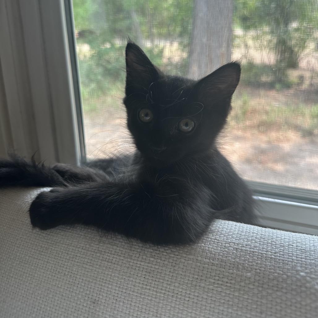 Griffin, Adoptable, Kitten Male Domestic Medium Hair & Domestic Short Hair.