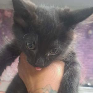 Enlarge Griffin, a Adoptable mixed breed in Fort Collins, CO image 2/2