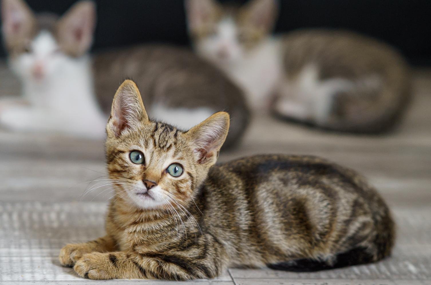 Fort, adopted, Kitten Male Tabby.