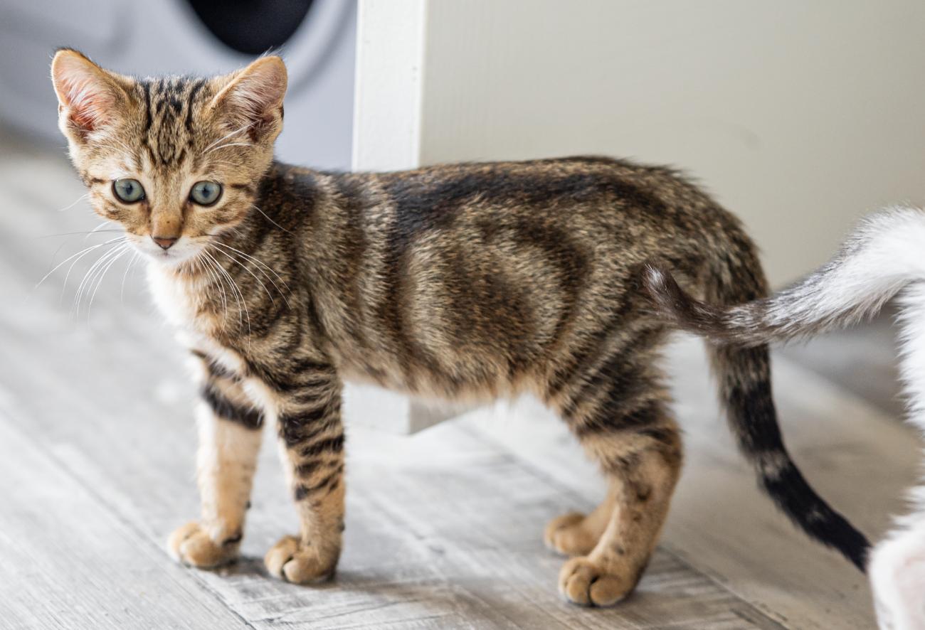 Fort, an adopted Tabby in Marble Falls, TX image 2/3