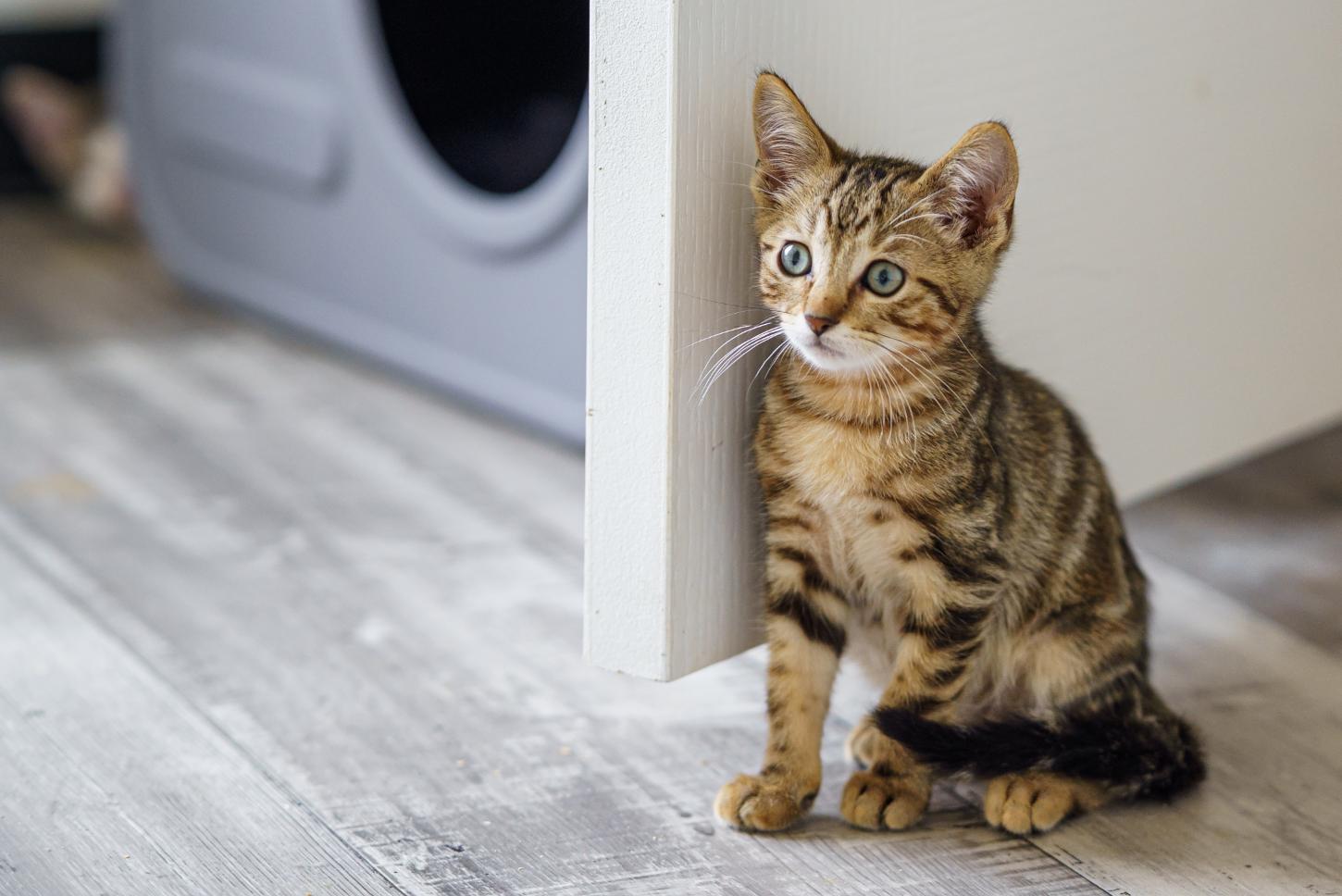 Fort, an adopted Tabby in Marble Falls, TX image 3/3