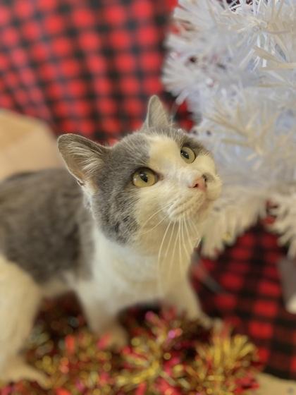 Jesse McCartney, Adoptable, Adult Male Domestic Short Hair & Domestic Short Hair.