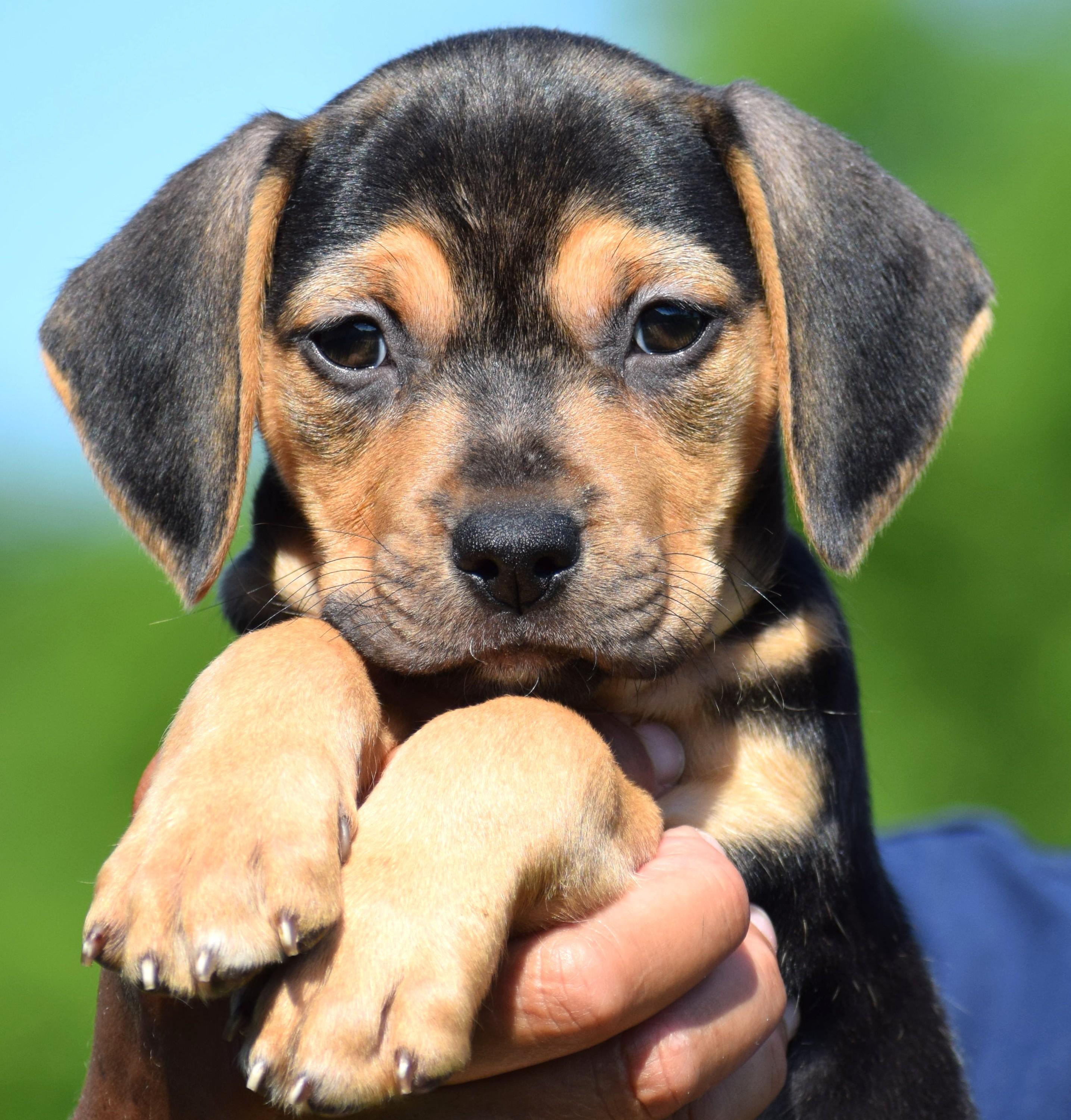 Carlie-Available www.lhar.dog to apply, adoptable, Puppy Female Terrier.