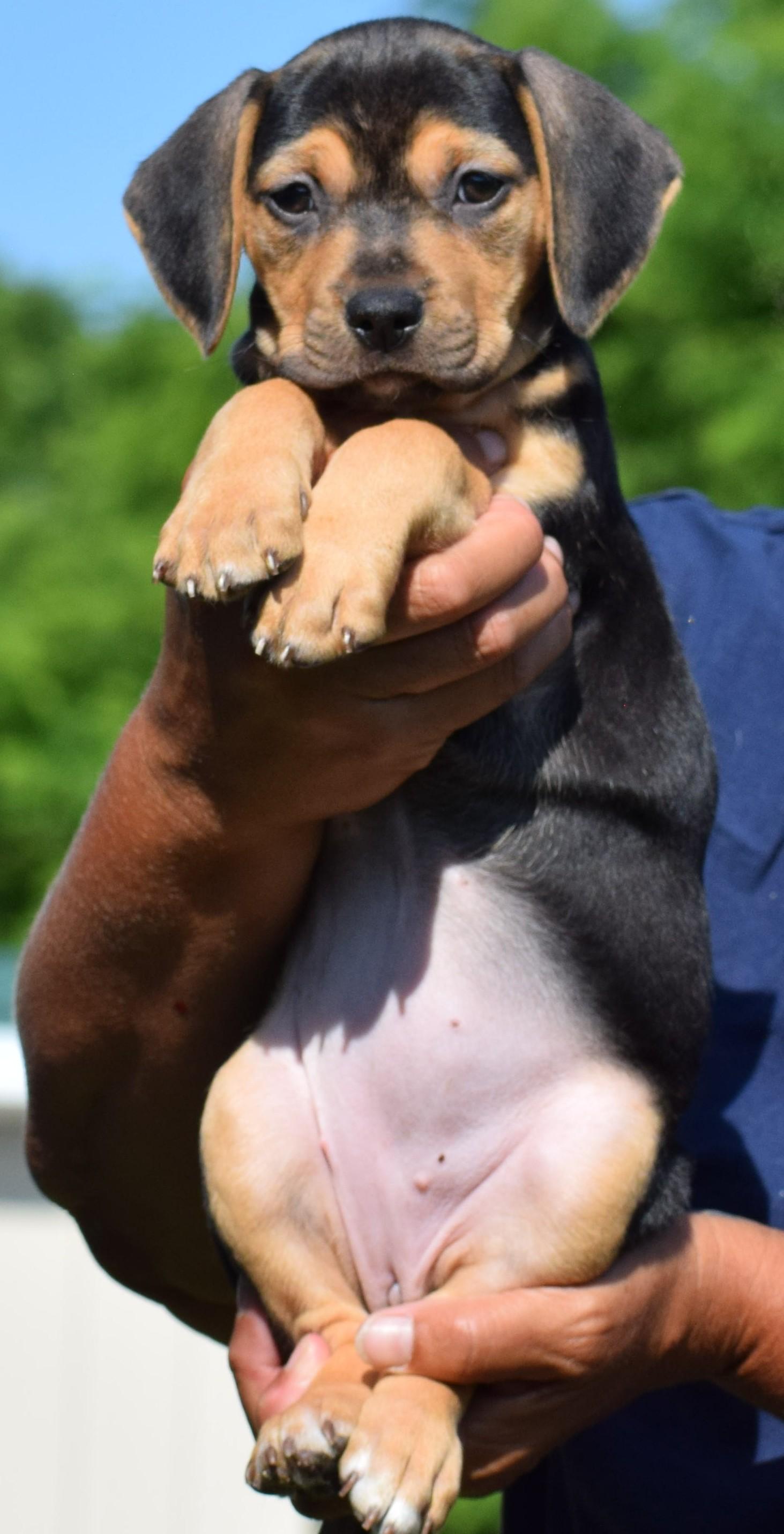 Enlarge Carlie-Available www.lhar.dog to apply, an adoptable mixed breed in Frederick, MD image 6/6