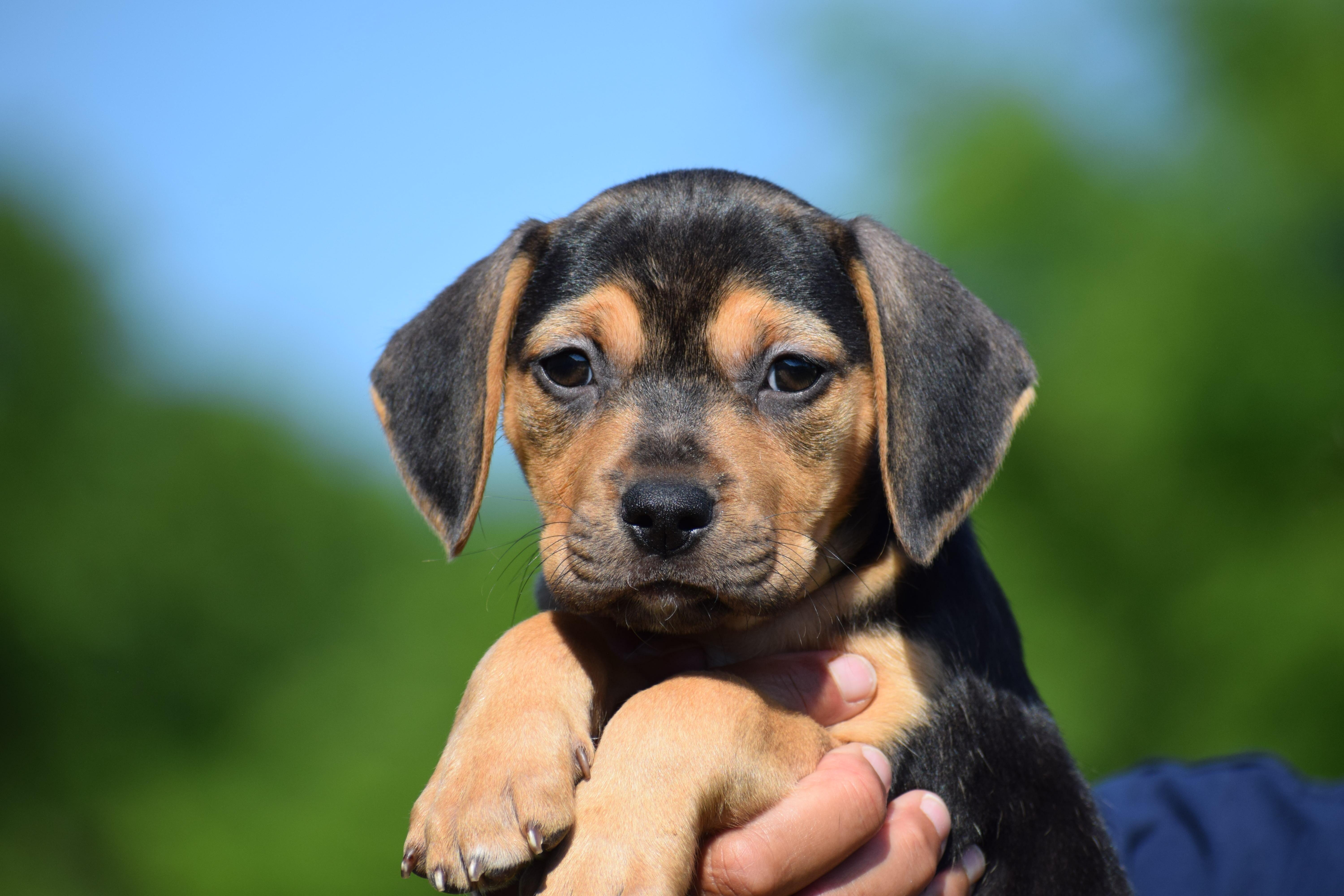 Enlarge Carlie-Available www.lhar.dog to apply, an adoptable mixed breed in Frederick, MD image 4/6