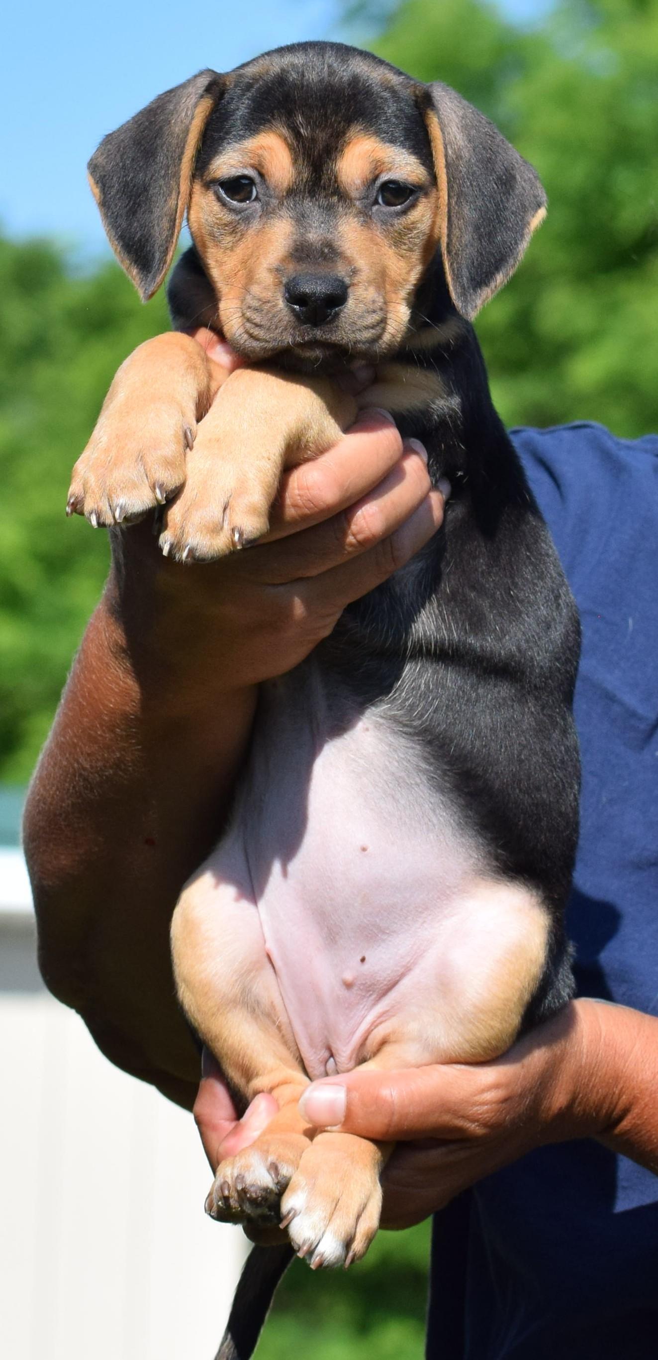 Enlarge Carlie-Available www.lhar.dog to apply, an adoptable mixed breed in Frederick, MD image 5/6