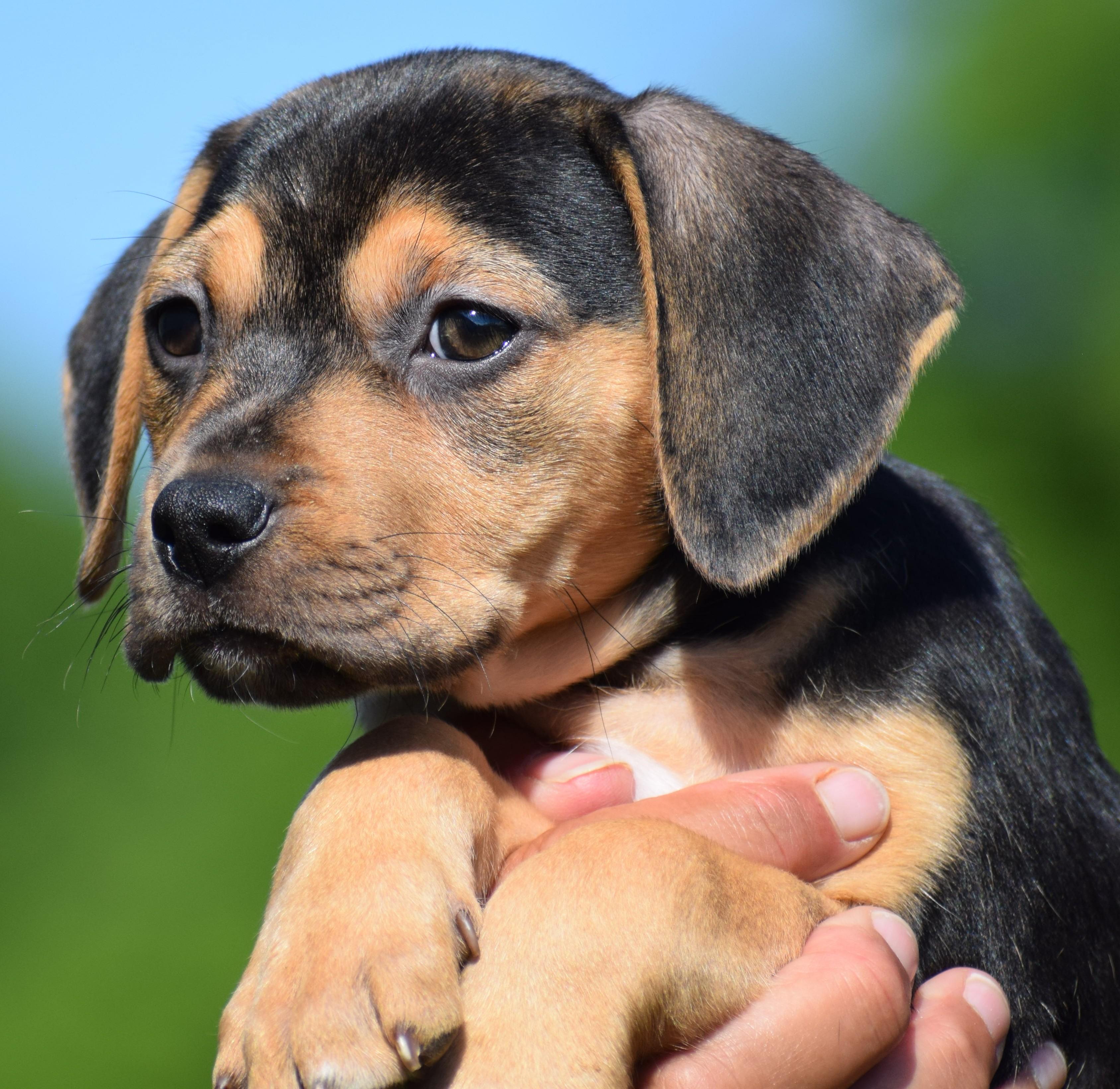 Enlarge Carlie-Available www.lhar.dog to apply, an adoptable mixed breed in Frederick, MD image 2/6