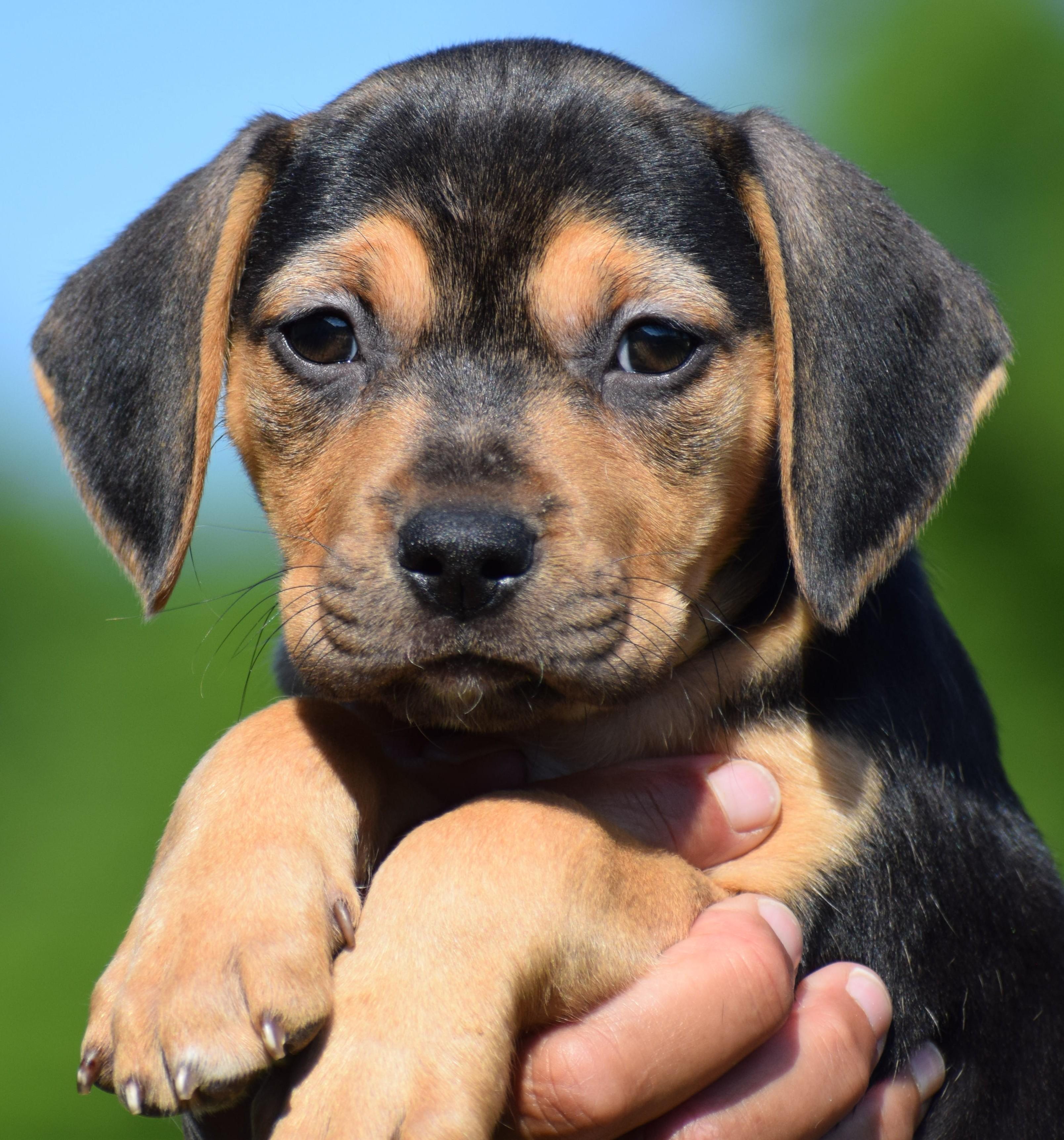 Enlarge Carlie-Available www.lhar.dog to apply, an adoptable mixed breed in Frederick, MD image 3/6
