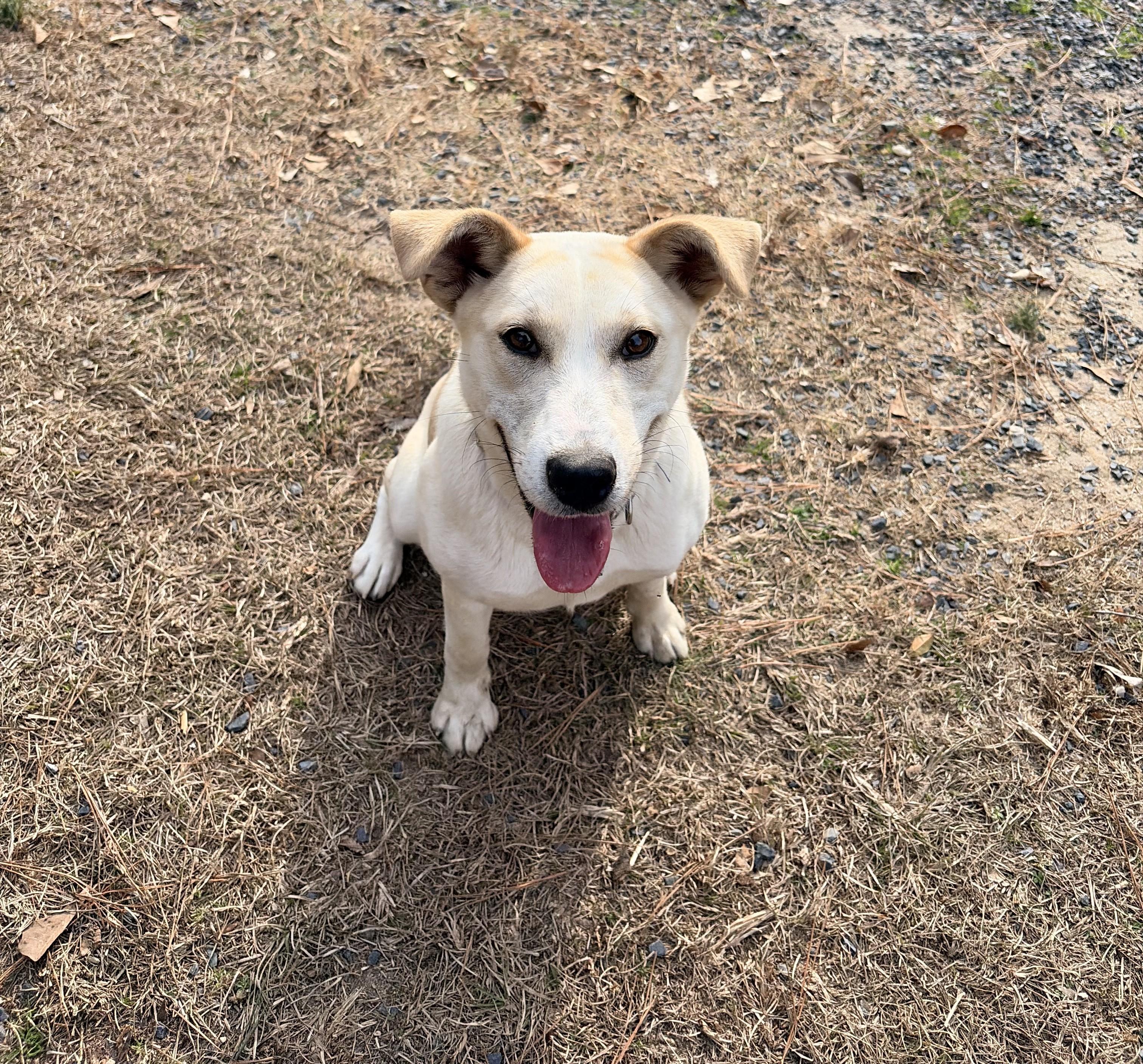 Dixie, ADOPTABLE, Adult Female Mixed Breed.