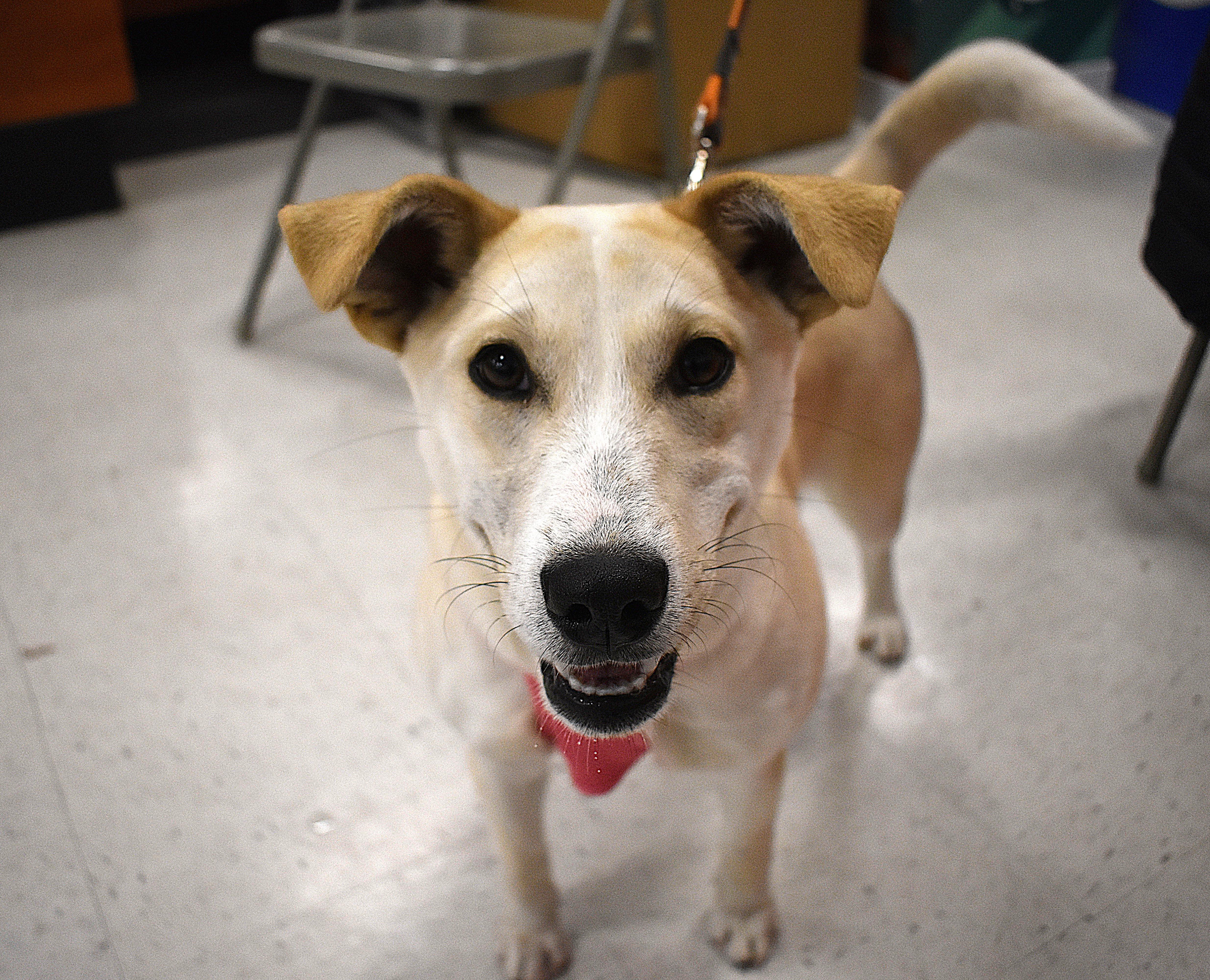 Enlarge Dixie, a ADOPTABLE Mixed Breed in Carthage, NC image 4/4