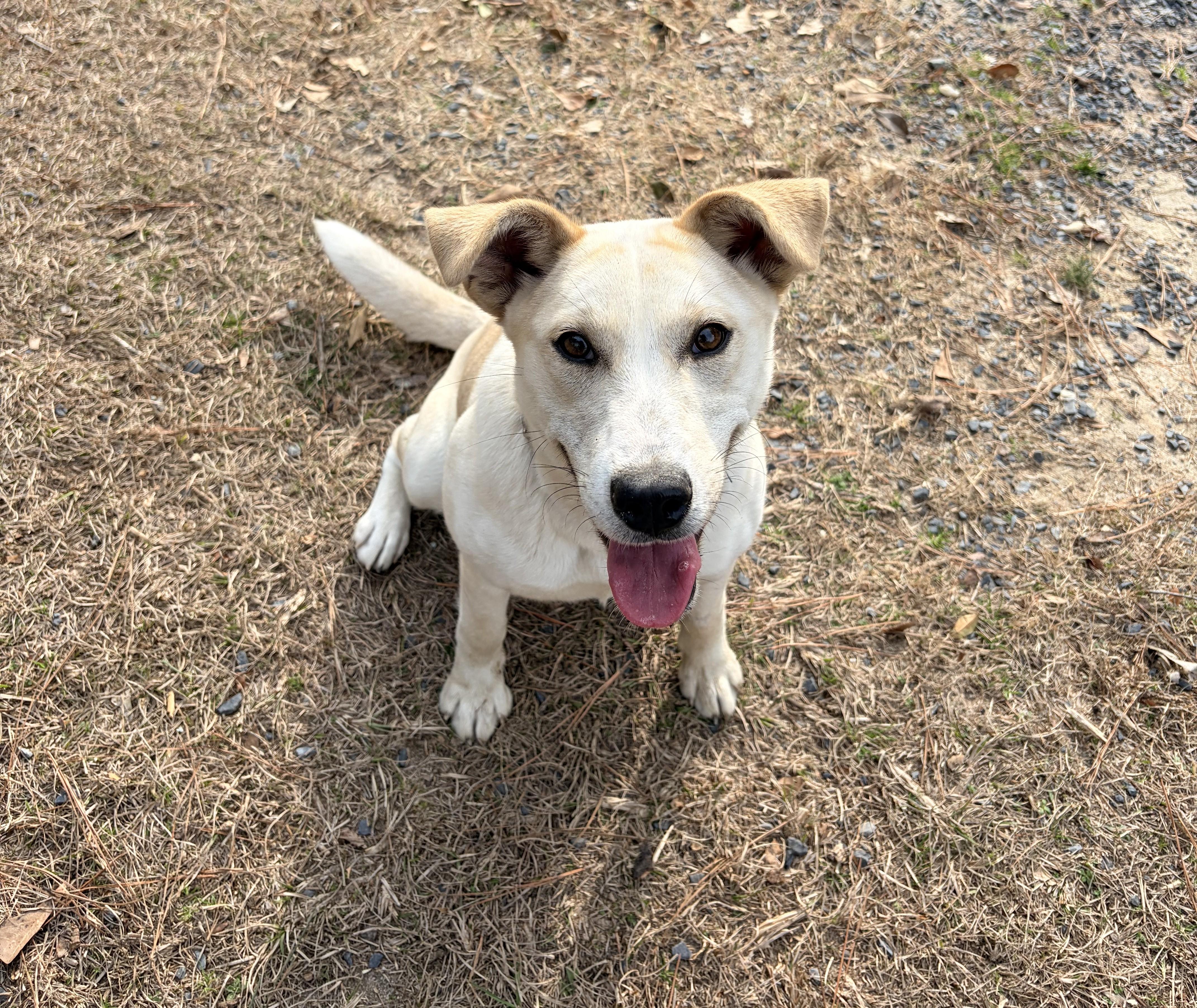 Enlarge Dixie, a ADOPTABLE Mixed Breed in Carthage, NC image 2/4