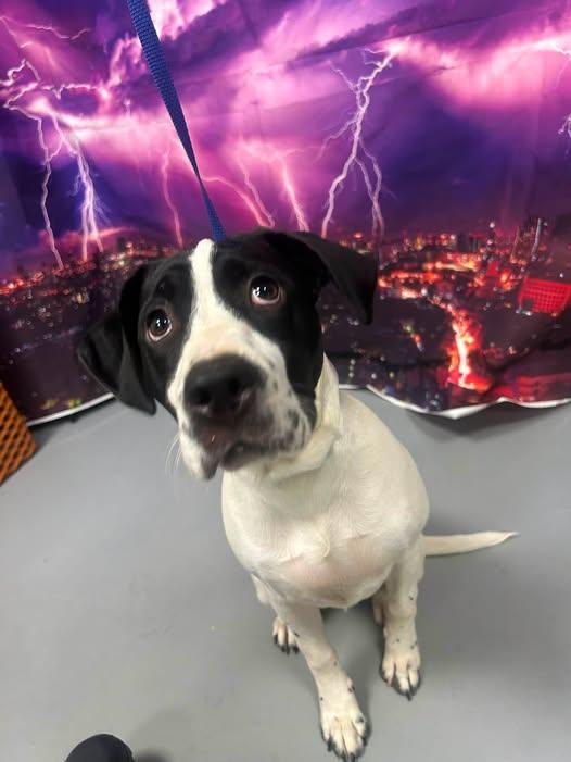 AC-4980 "Hank", ADOPTABLE, Young Male Labrador Retriever.