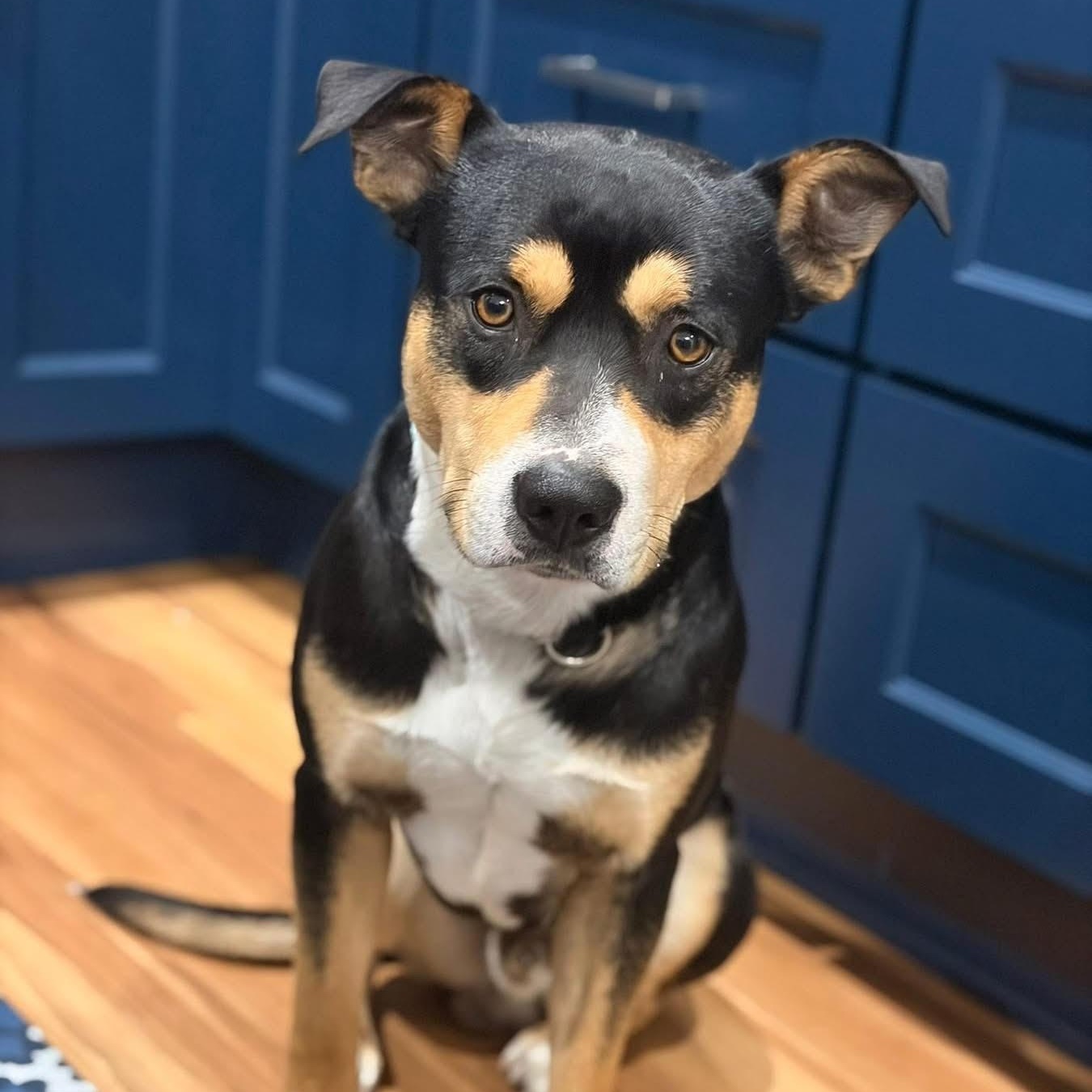 Enlarge Sargento, a ADOPTABLE mixed breed in Ayden, NC image 1/5