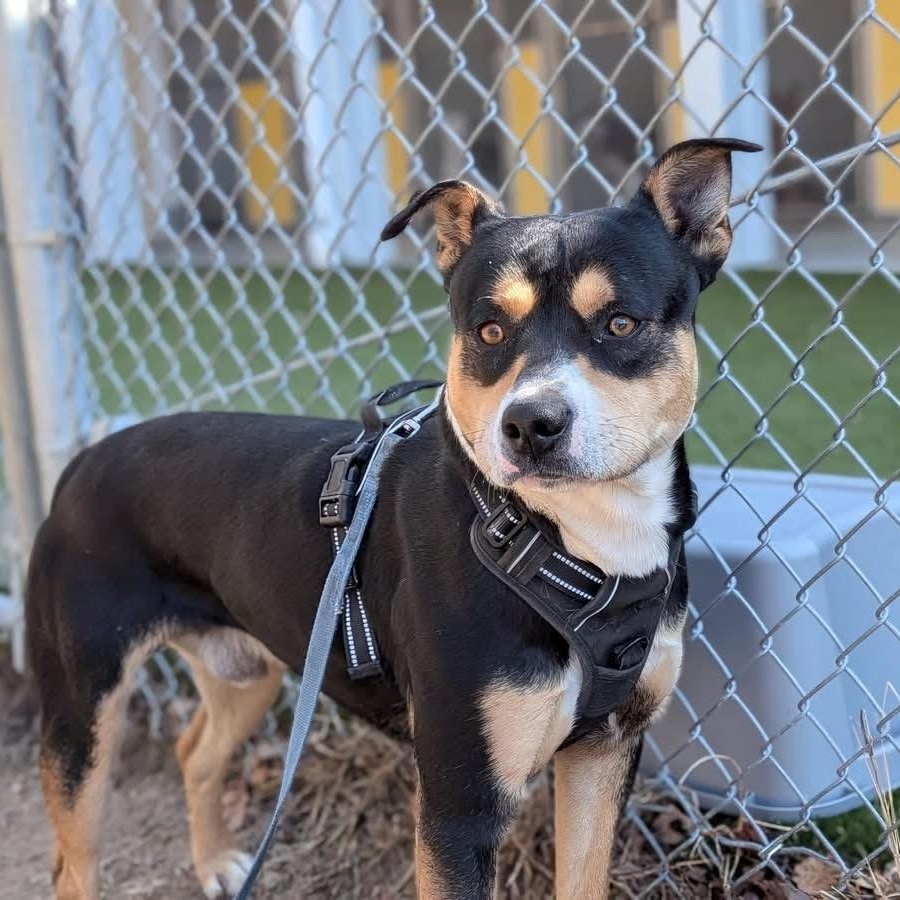Enlarge Sargento, a ADOPTABLE mixed breed in Ayden, NC image 3/5