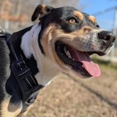 Enlarge Sargento, a ADOPTABLE mixed breed in Ayden, NC image 5/5