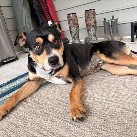 Enlarge Sargento, a ADOPTABLE mixed breed in Ayden, NC image 2/5