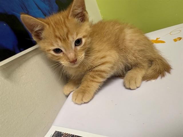 Enlarge ELLIOT, a Adoptable Domestic Short Hair in Pueblo, CO image 1/1