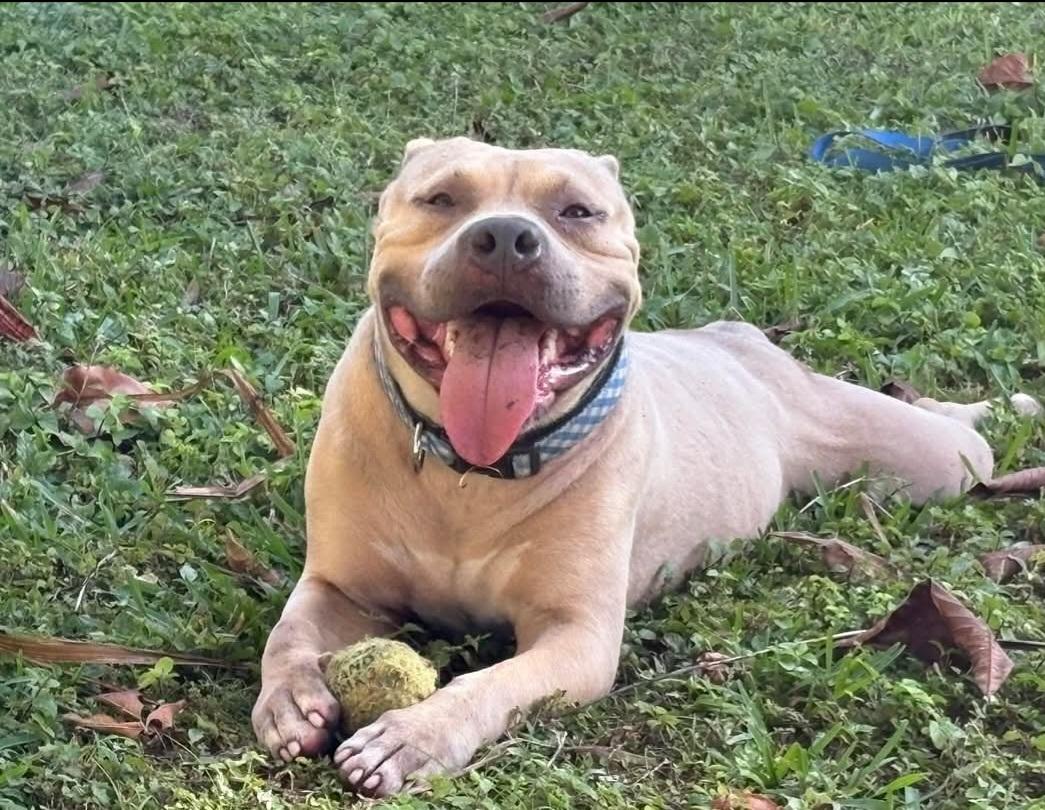 Oliver, ADOPTABLE, Young Male Pit Bull Terrier.