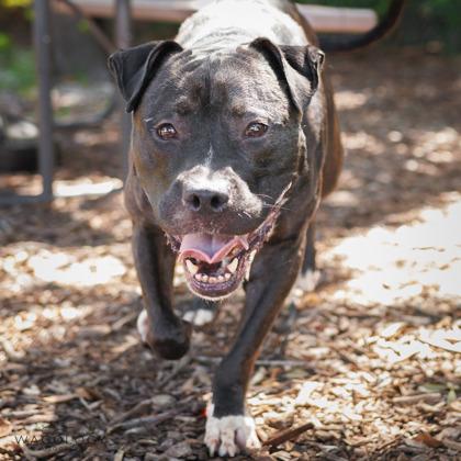 Enlarge Neko, a Adoptable mixed breed in Largo, FL image 1/3