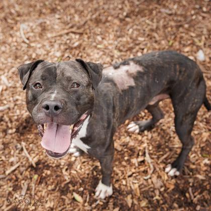 Enlarge Neko, a Adoptable mixed breed in Largo, FL image 2/3