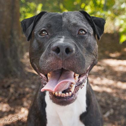 Enlarge Neko, a Adoptable mixed breed in Largo, FL image 2/3