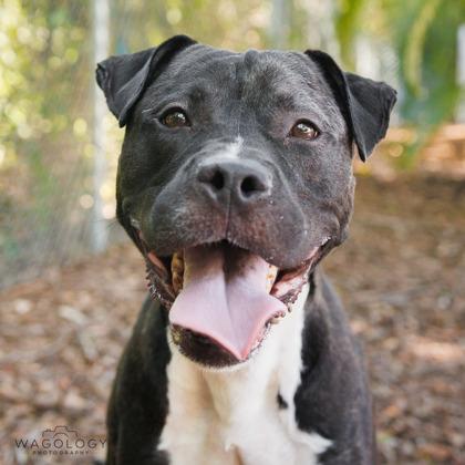 Enlarge Neko, a Adoptable mixed breed in Largo, FL image 3/3