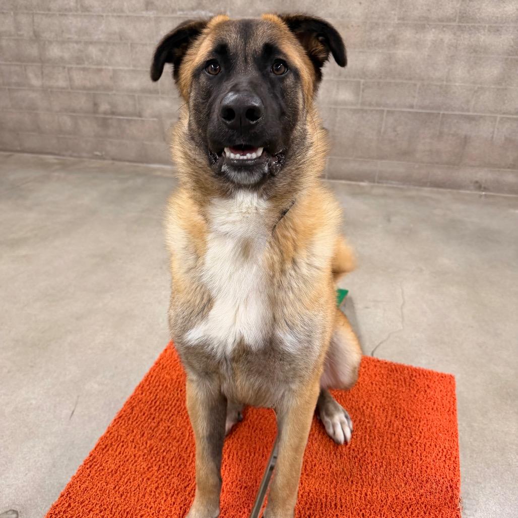 Enlarge Rolo, a Adoptable mixed breed in Long Beach, CA image 1/6