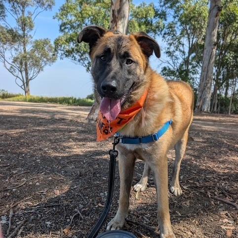 Rolo, a Adoptable mixed breed in Long Beach, CA image 3/6