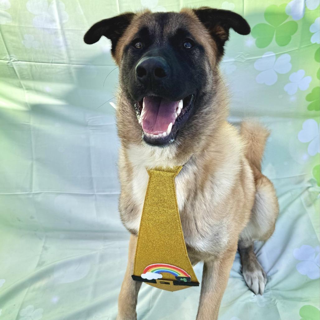 Enlarge Rolo, a Adoptable mixed breed in Long Beach, CA image 3/6